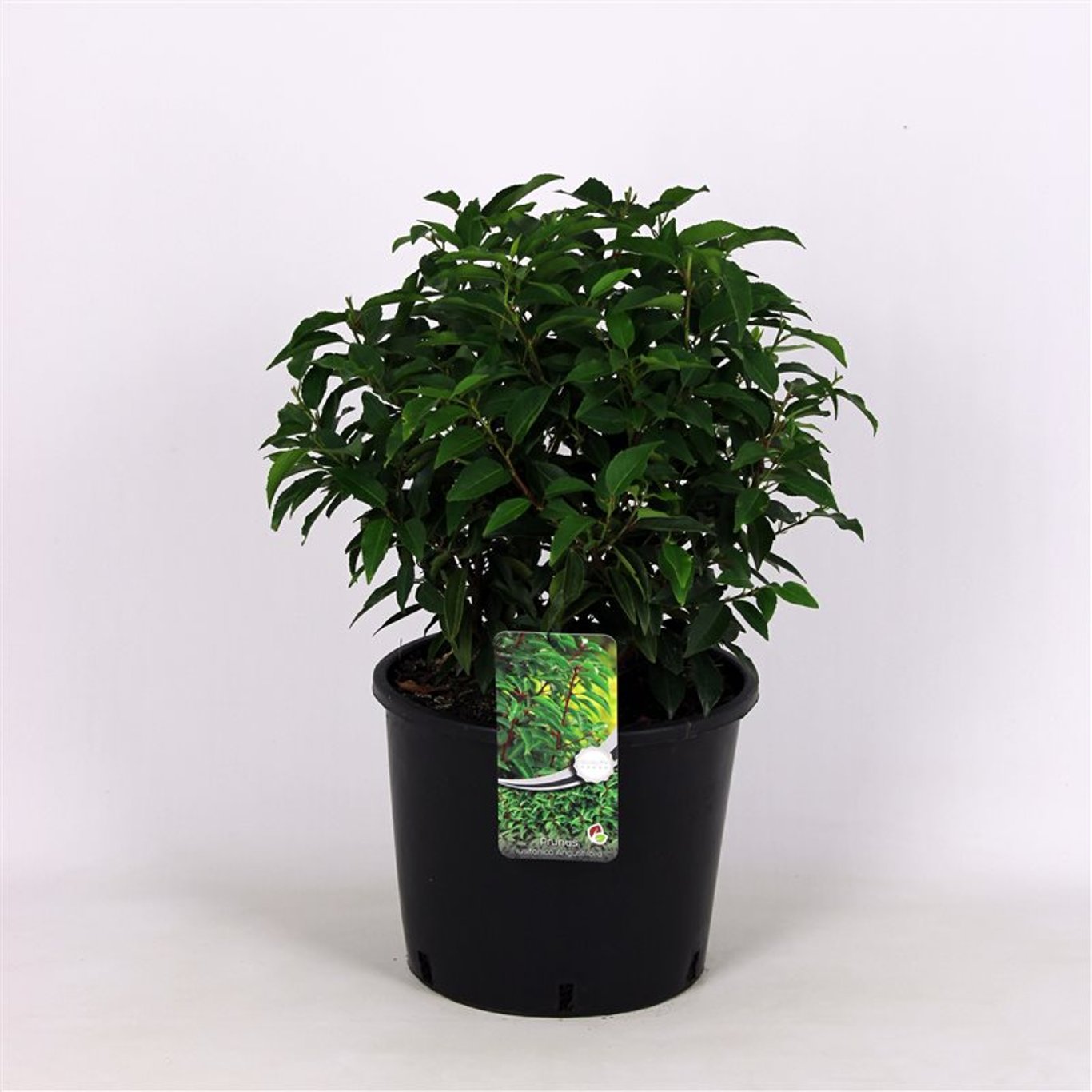 NIET GEBRUIKEN - 35 CM Ball Cont.